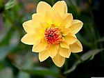 小丽花