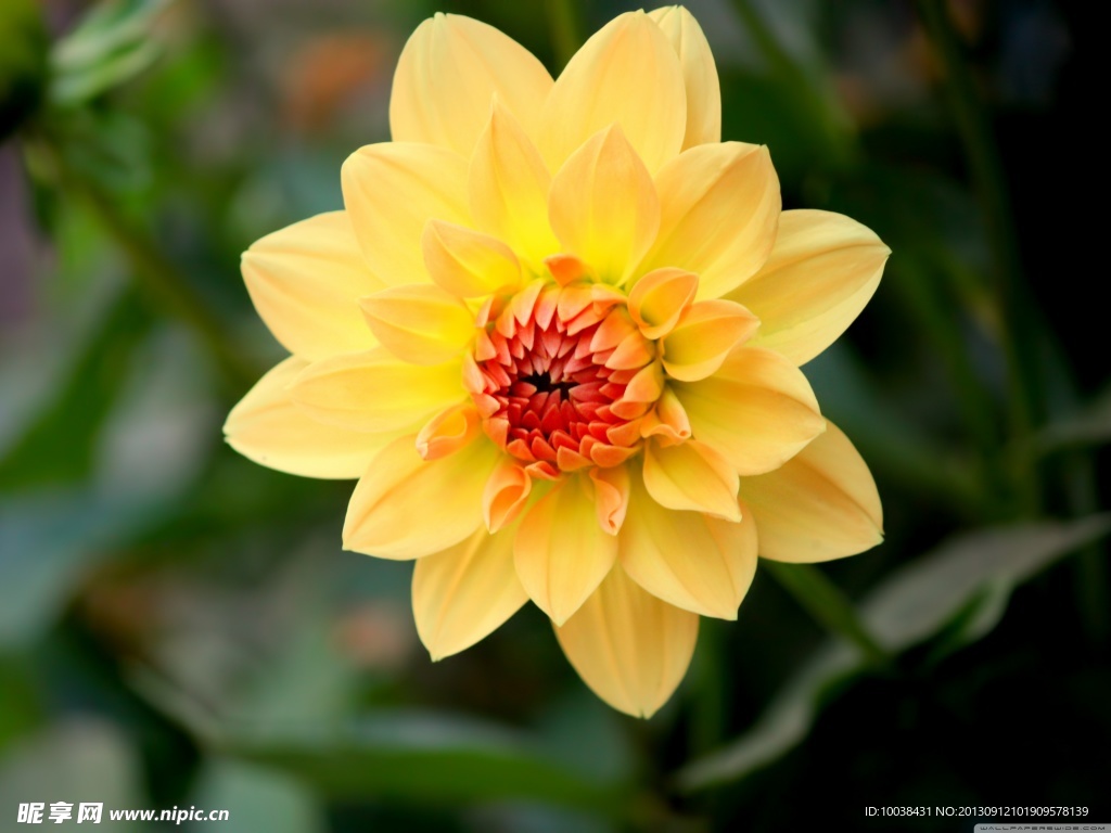 小丽花