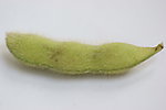 绿色成熟的黄豆果实单