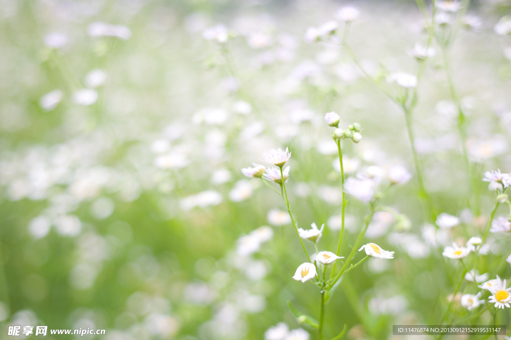 小花
