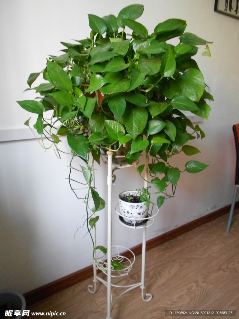 绿萝 花 盆花 大株