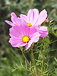 波斯菊