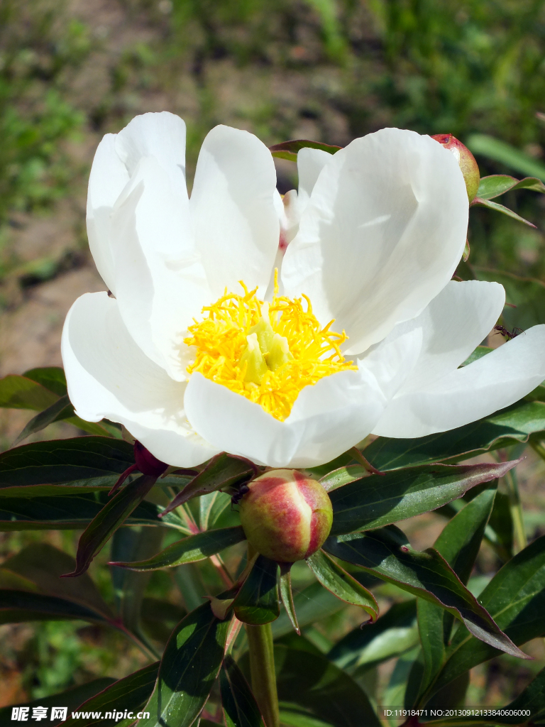 春天拍校园芍药花