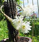 仙人球花