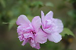 小花