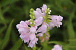 小花