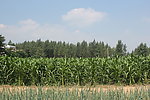 玉米田