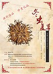 冬虫夏草海报