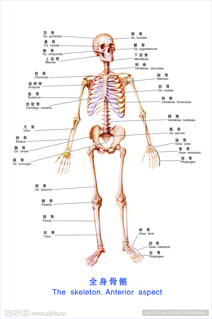 全身骨骼