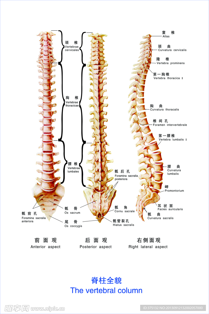 脊柱全貌