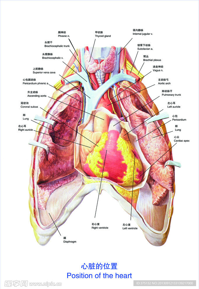 心脏的位置