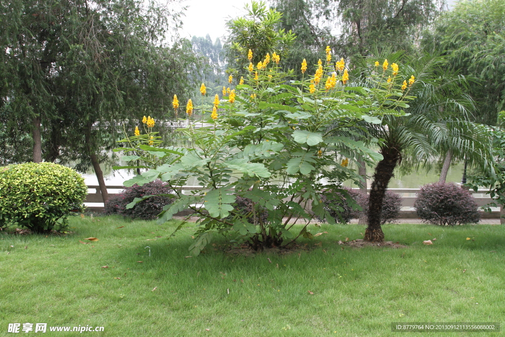 黄色花 街景