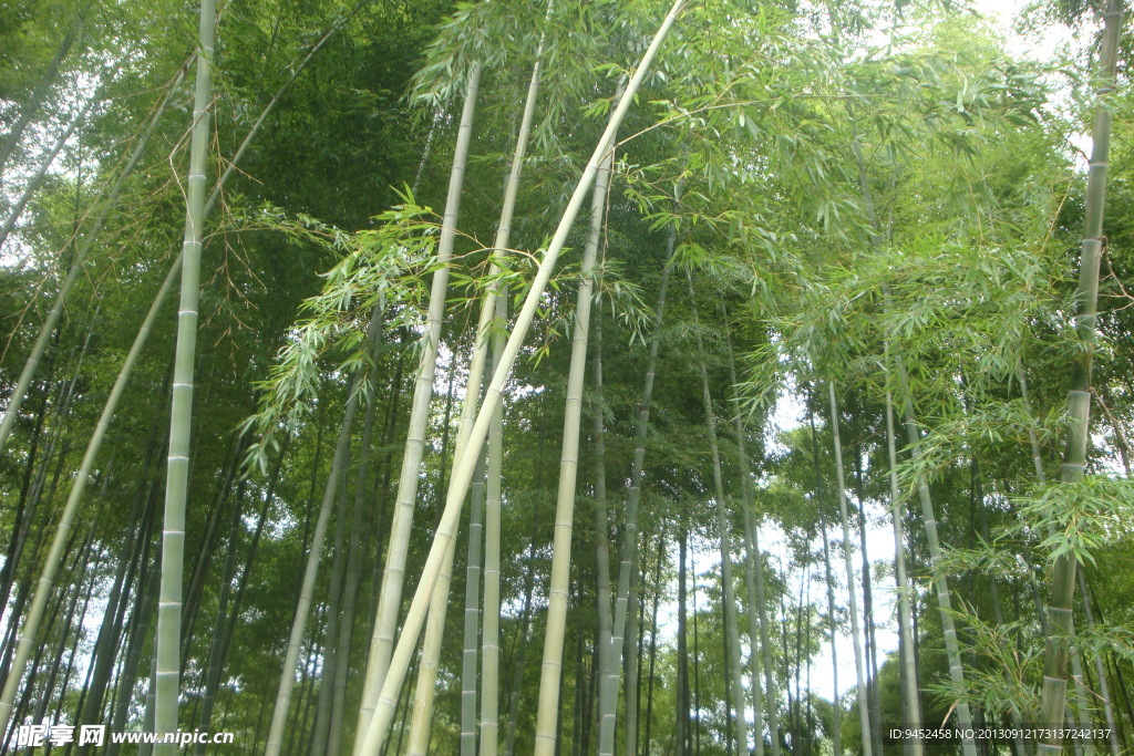 竹林