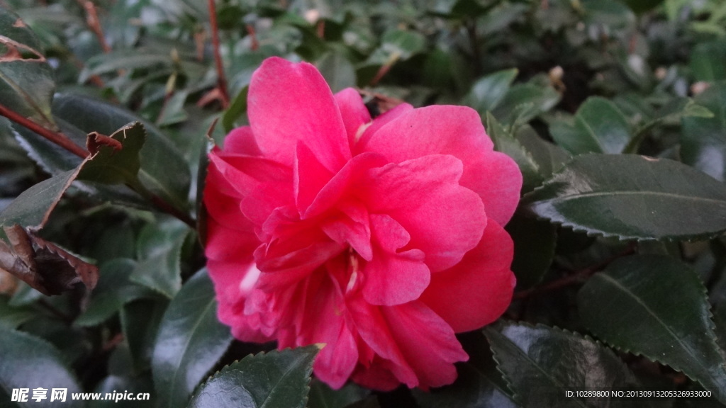 山茶花