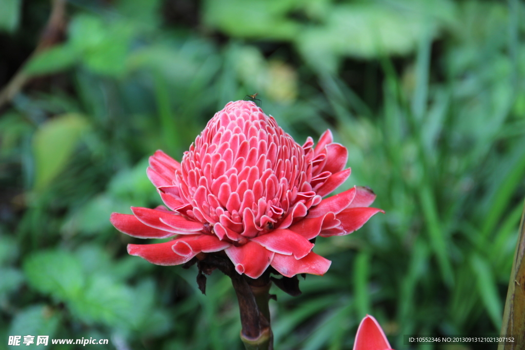 花植物 热带