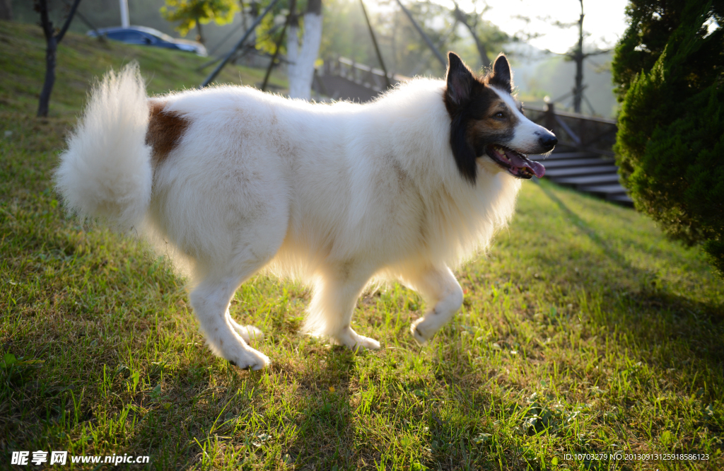 苏格兰牧羊犬