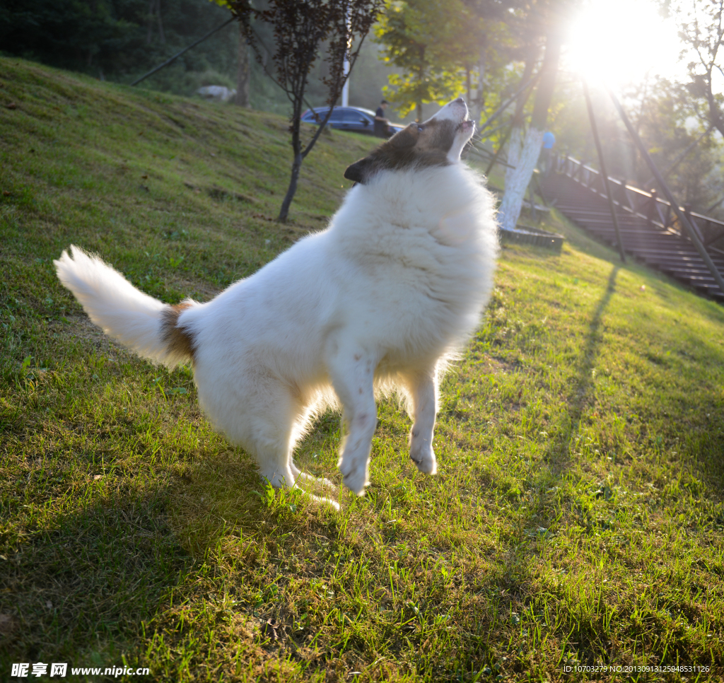 苏格兰牧羊犬