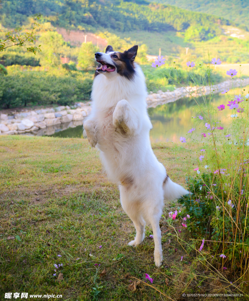 苏格兰牧羊犬