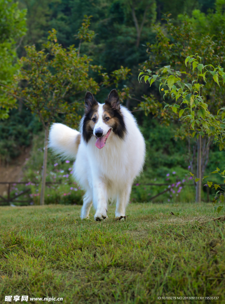 苏格兰牧羊犬