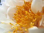 牡丹 花蕊
