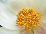 牡丹花蕊