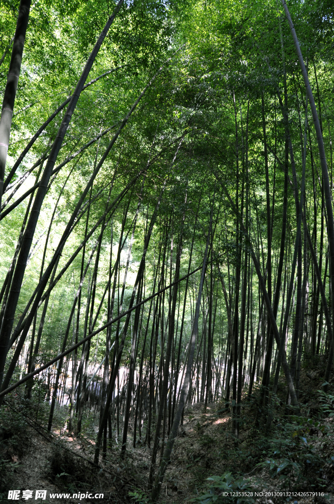 竹林