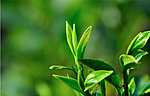 茶叶嫩芽