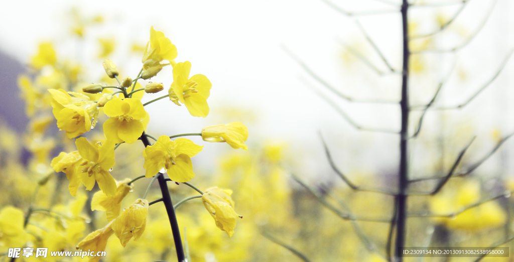 油菜花