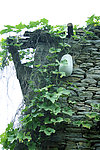 冬瓜 植物 丰收假期