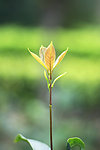 嫩芽 聚焦 户外 自