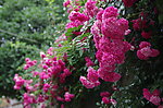 蔷薇花