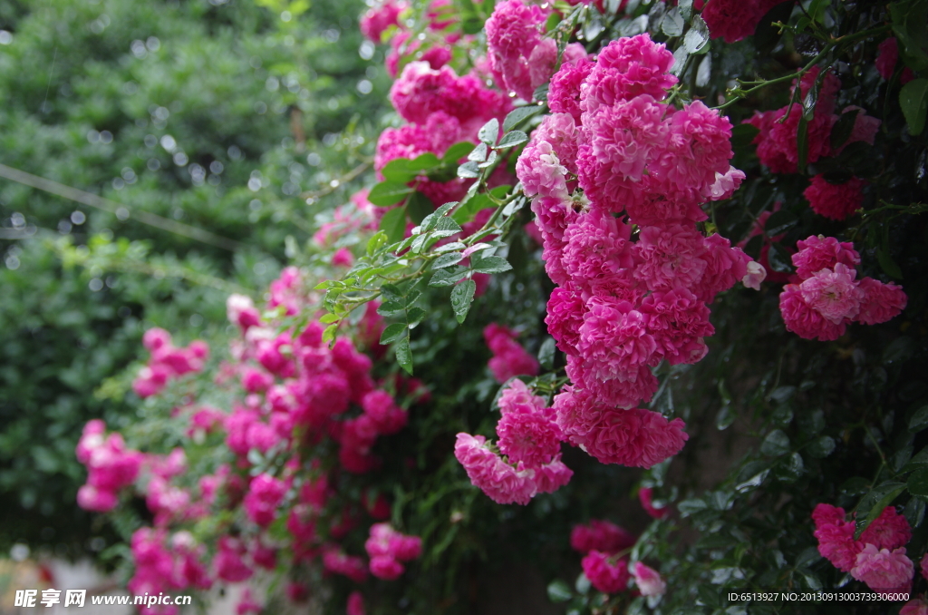 蔷薇花
