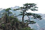 黄山松