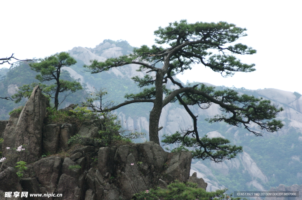 黄山松