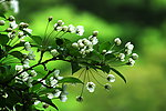 野花