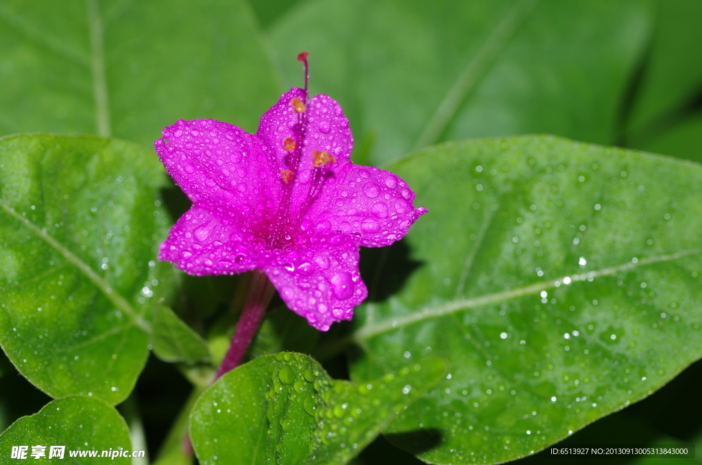 紫茉莉