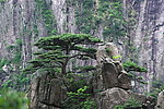 黄山松