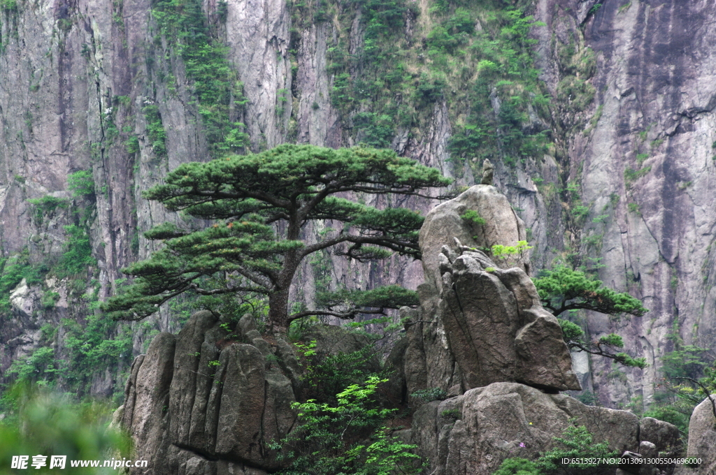 黄山松