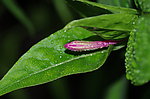 紫茉莉