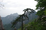 黄山松