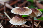 蘑菇