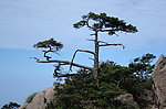 黄山松