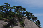 黄山松