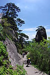 黄山松