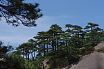 黄山松