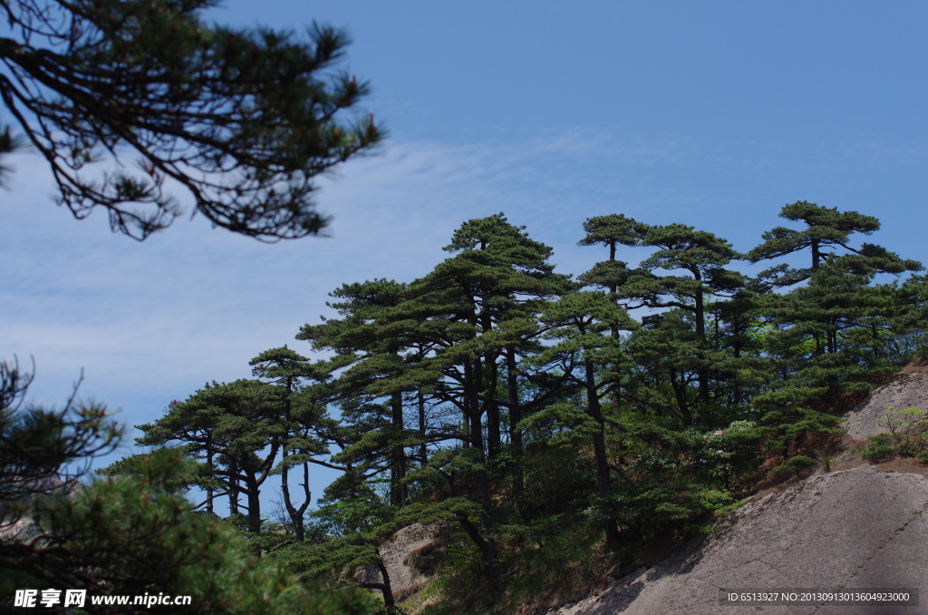 黄山松