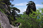 黄山松