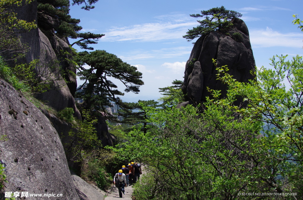 黄山松