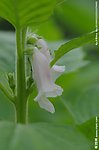 芝麻花