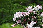 黄山杜鹃